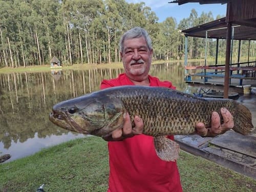 pescador segurando uma grande traíra