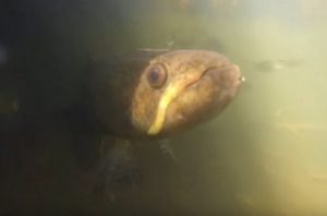 lambaris