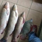 pesque-pague-paraiso-pesca