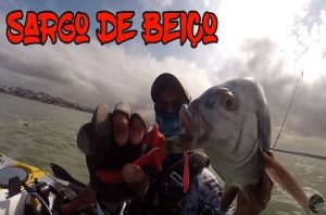 sargo-beico