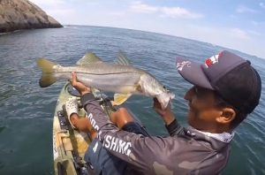 robalo-flecha