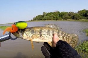 isca-vibora-nova-sensacao-pesca-trairas