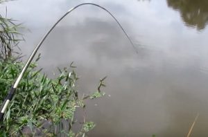 quando-peixe-escapa