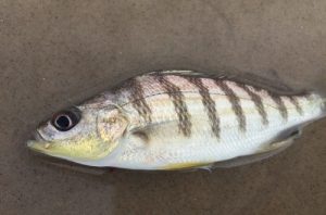 roncador-peixe