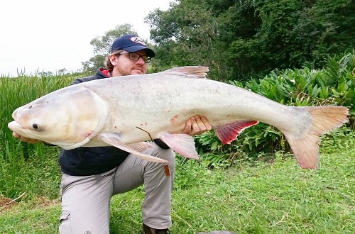 massa-carpa-cabecuda