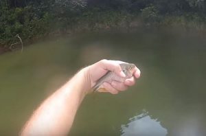 lambari-fly-fishing