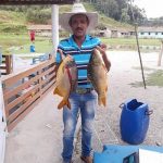 pesque-pague-pinheiro-seco