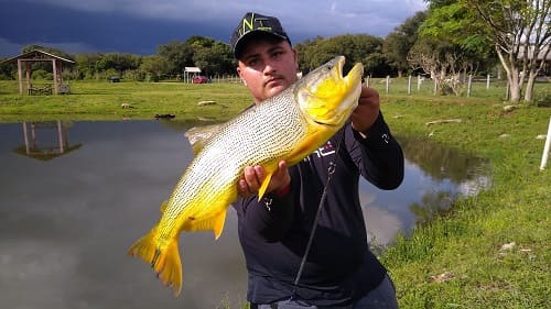 pescador segurando um grande dourado de rio