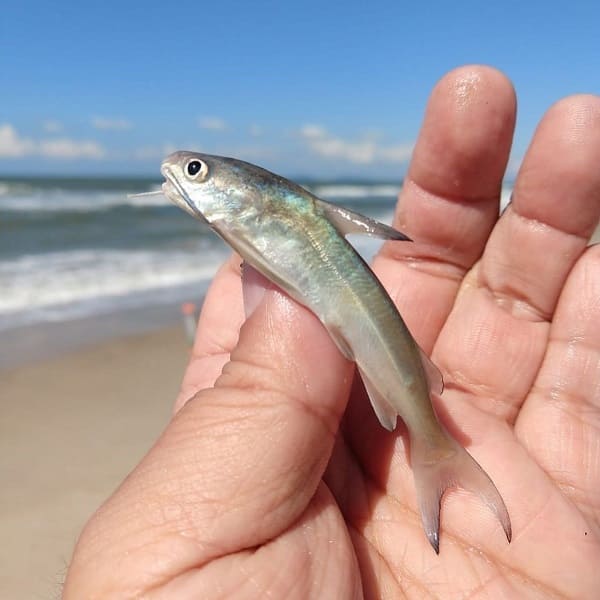 pescador-nao-mate-peixes-grandes