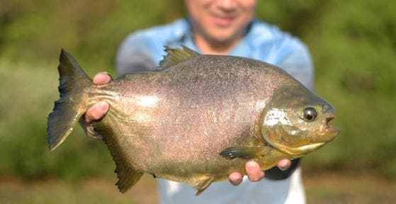 pacu-peixe