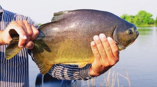 pacu-peixe