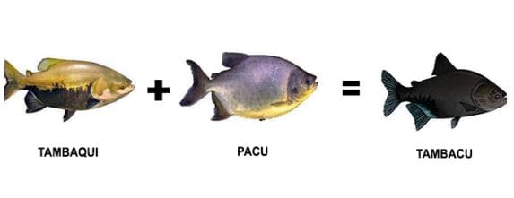 tambaqui-pacu-tambacu